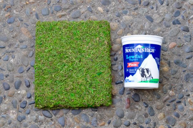 DIY Moss Planter
