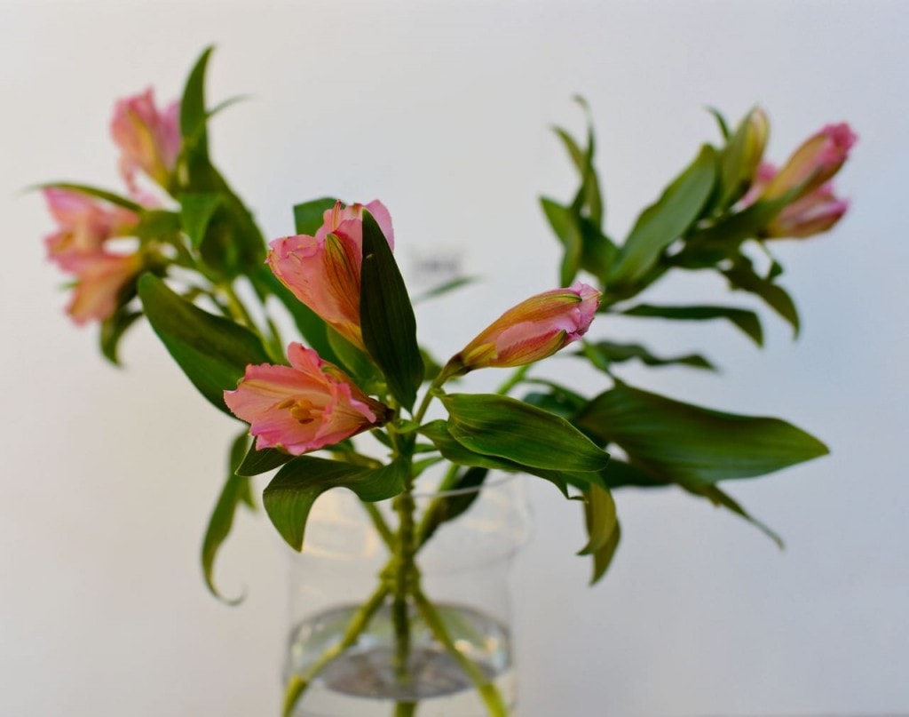 Grocery Store Flowers From Blah to Beautiful! Make Life Lovely