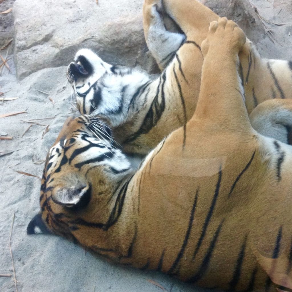 San Diego Zoo Centennial Celebration - Make Life Lovely