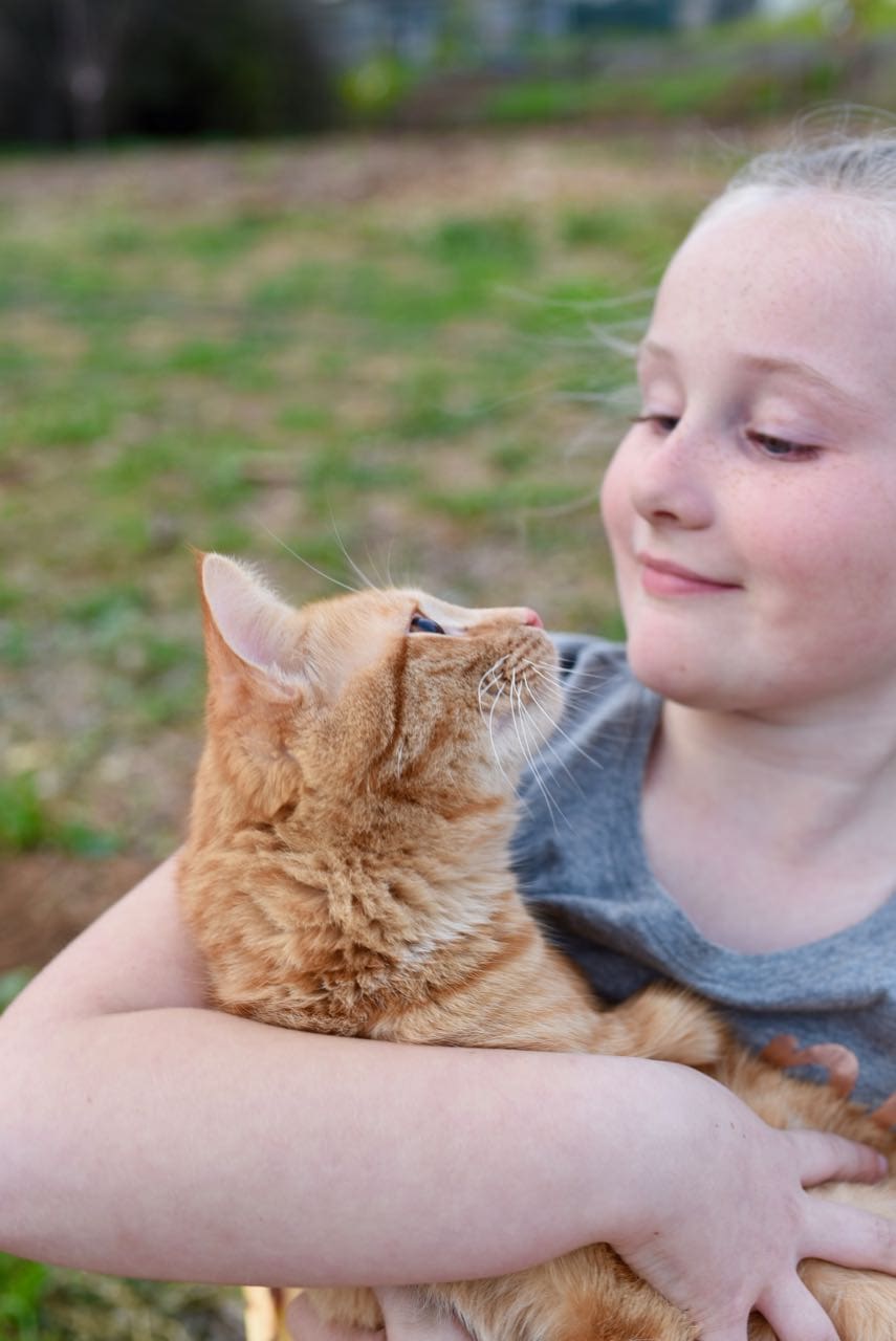 Keeping your cat healthy with iams make life lovely