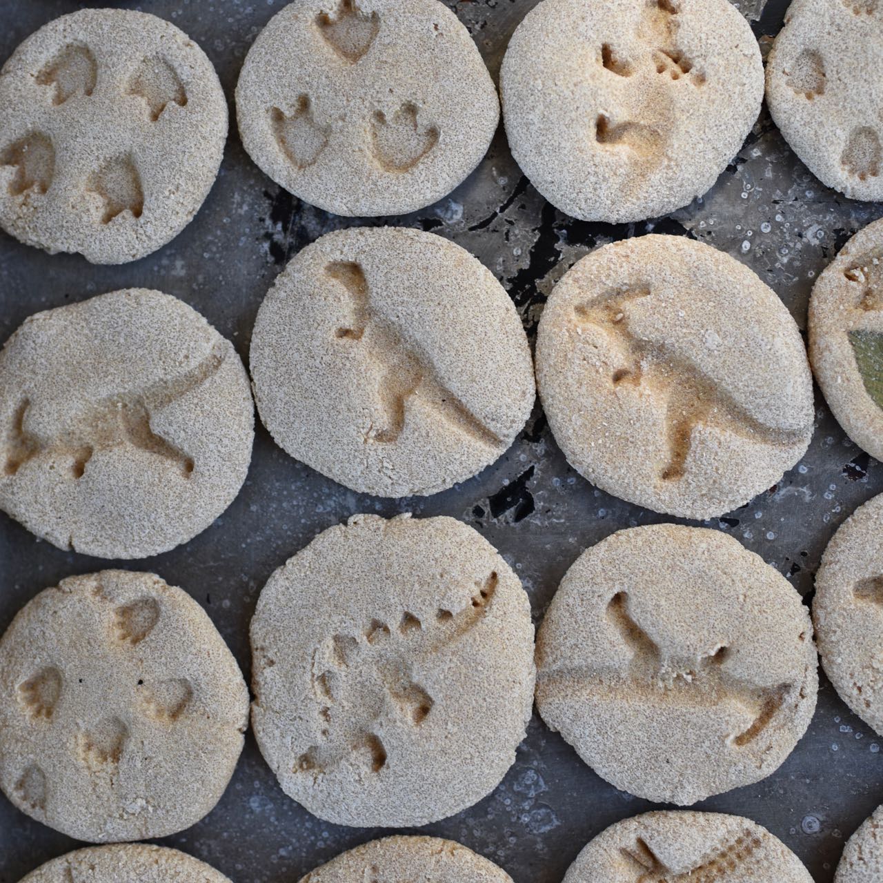 Dinosaur Fossils Kids