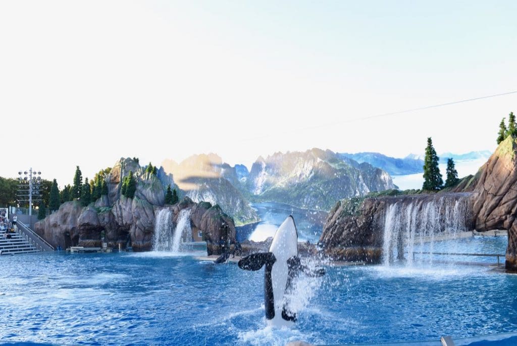 SeaWorld with kids Orca Encounter