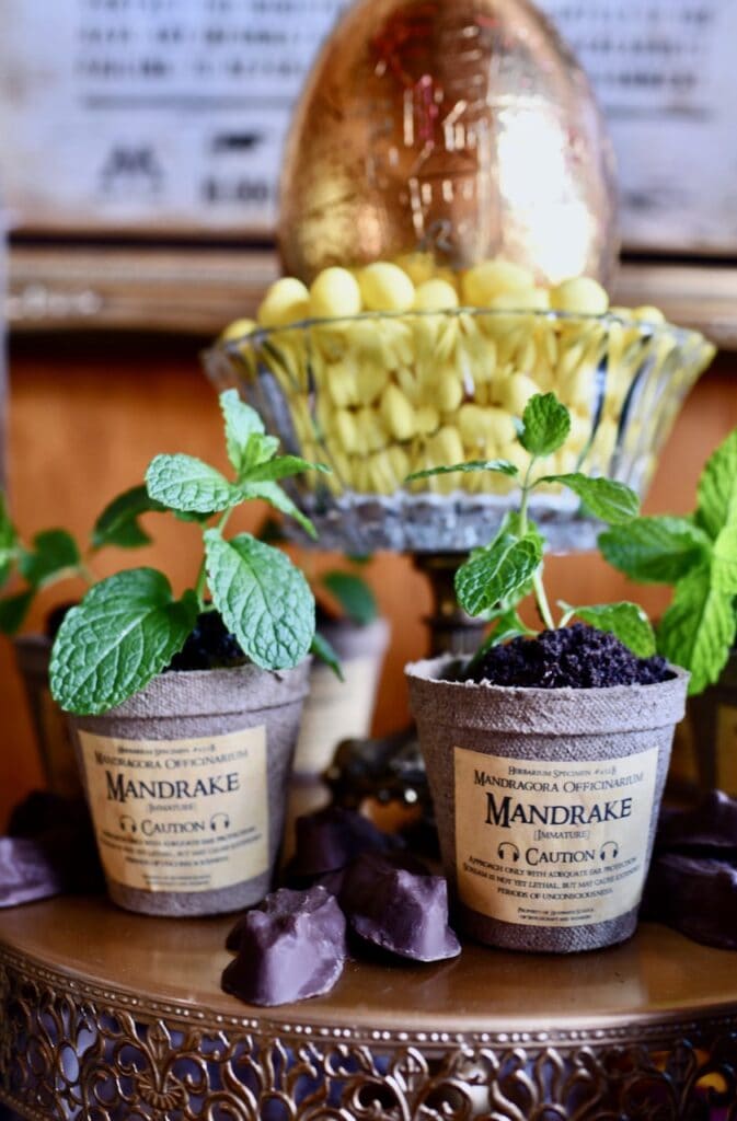 green plants in containers with Mandrake labels